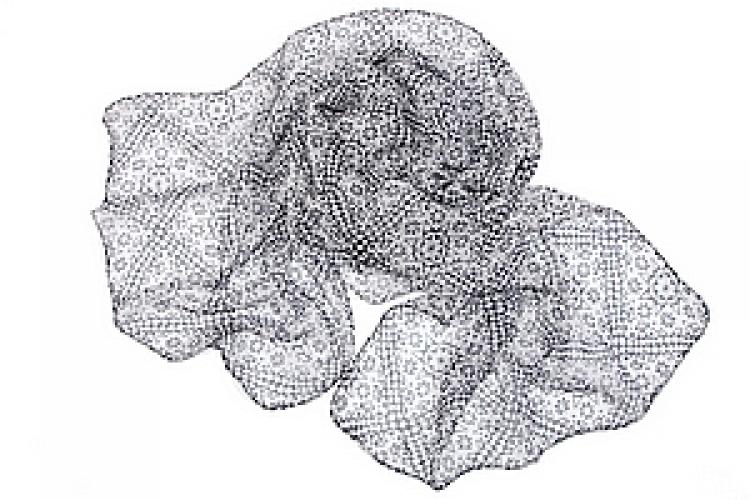 Кашне  (шифон)  №176